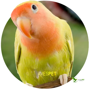AGAPÓRNIS do AVES PET MATINHOS