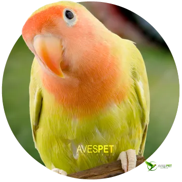 Galeria AVES PET MATINHOS • CRIATÓRIO DE ELITE