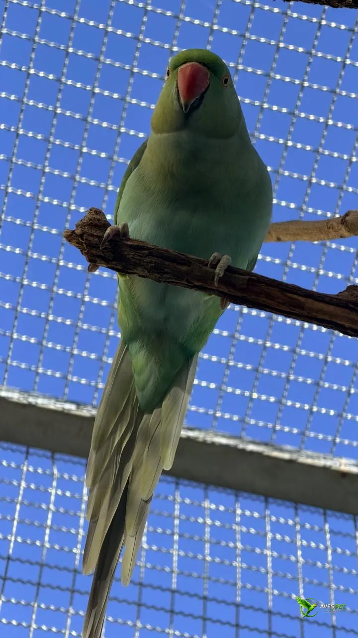 Fotografia de um Ring Neck de plumagem verde, visto de frente e pousado sobre um galho de madeira. A ave possui bico avermelhado, cauda longa e penas em diferentes tons de verde. Ao fundo, aparecem a tela do viveiro e um céu azul intenso, iluminados pela