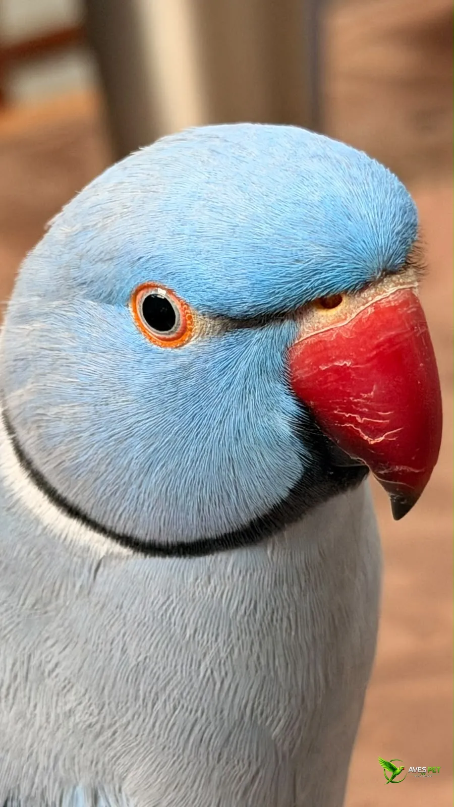 Foto em close de um Ring Neck azul, destacando os detalhes de sua plumagem em tons de azul-claro, o característico anel preto ao redor do pescoço, o olho com contorno alaranjado e o grande bico vermelho com a ponta escura. O fundo aparece desfocado, mante