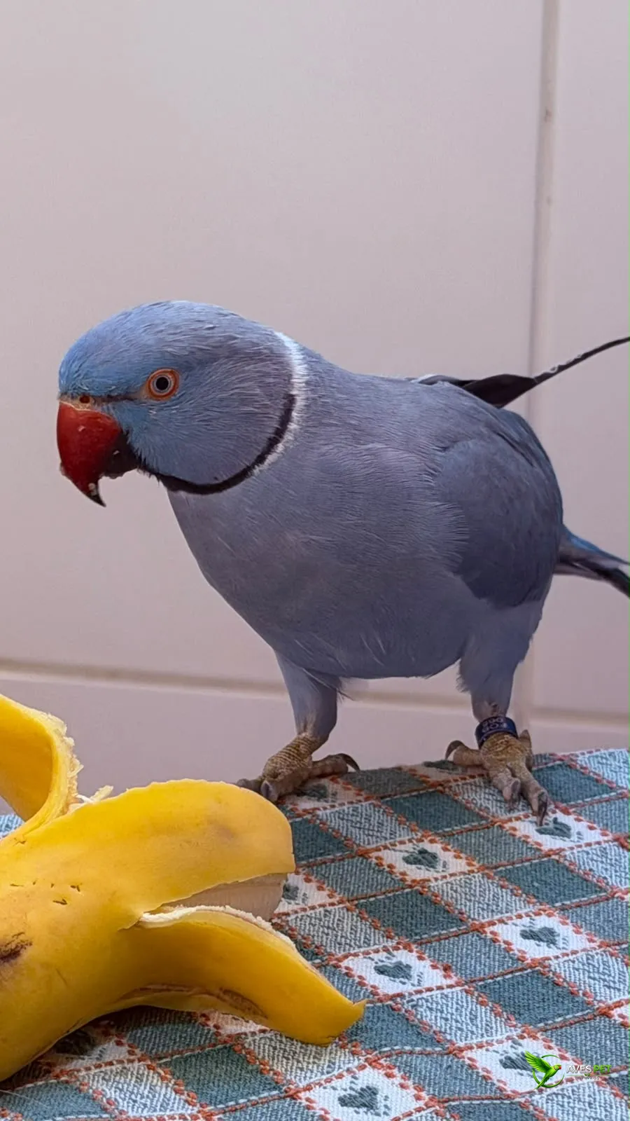 Fotografia de um Ring Neck Azul Cobalto sobre uma superfície com tecido xadrez. A ave apresenta plumagem azul intensa, bico vermelho e anel preto e claro bem definido ao redor do pescoço. À sua frente há uma fruta amarela aberta. O fundo é claro e neutro,