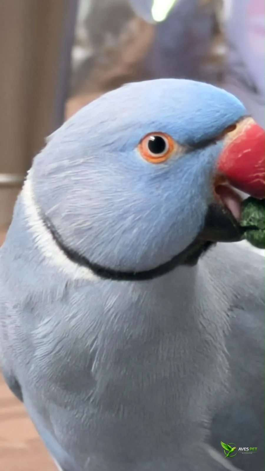 Foto em close de um Ring Neck azul durante a alimentação. A ave segura um pequeno pedaço de alimento verde com o bico vermelho. Sua plumagem azul-clara, o anel preto ao redor do pescoço e o olho com contorno alaranjado aparecem em destaque. O fundo está d