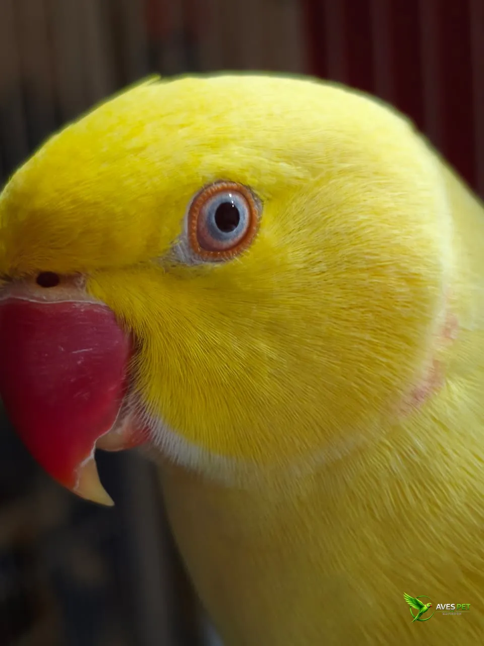 Foto em close do rosto de um Ring Neck Lutino, com plumagem amarelo-vibrante e bico vermelho. A imagem destaca o olho claro com contorno alaranjado e o delicado anel rosado ao redor do pescoço. O fundo escuro e desfocado realça ainda mais a coloração inte