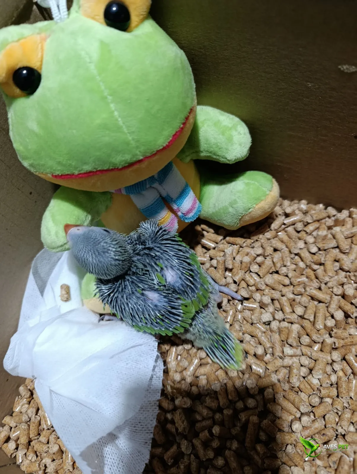 Fotografia de um filhote de Ring Neck em fase de crescimento, acomodado sobre substrato de pellets. O filhote ainda possui muitas penas em formação, com tons de verde começando a aparecer nas asas e na cauda. Ao lado dele há um sapinho de pelúcia verde, u