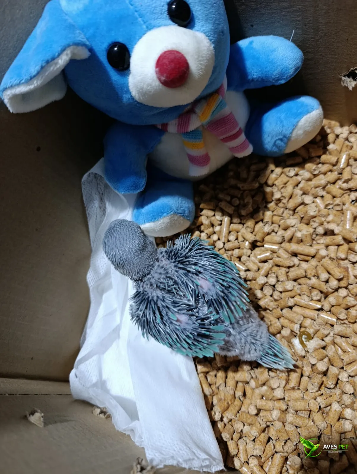 Fotografia de um filhote de Ring Neck em fase de desenvolvimento, acomodado sobre substrato de pellets e papel branco. O filhote ainda possui muitas penas em formação, com tons azulados e verde-azulados começando a surgir principalmente nas asas e na caud