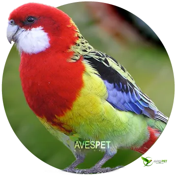 Galeria AVES PET MATINHOS • CRIATÓRIO DE ELITE