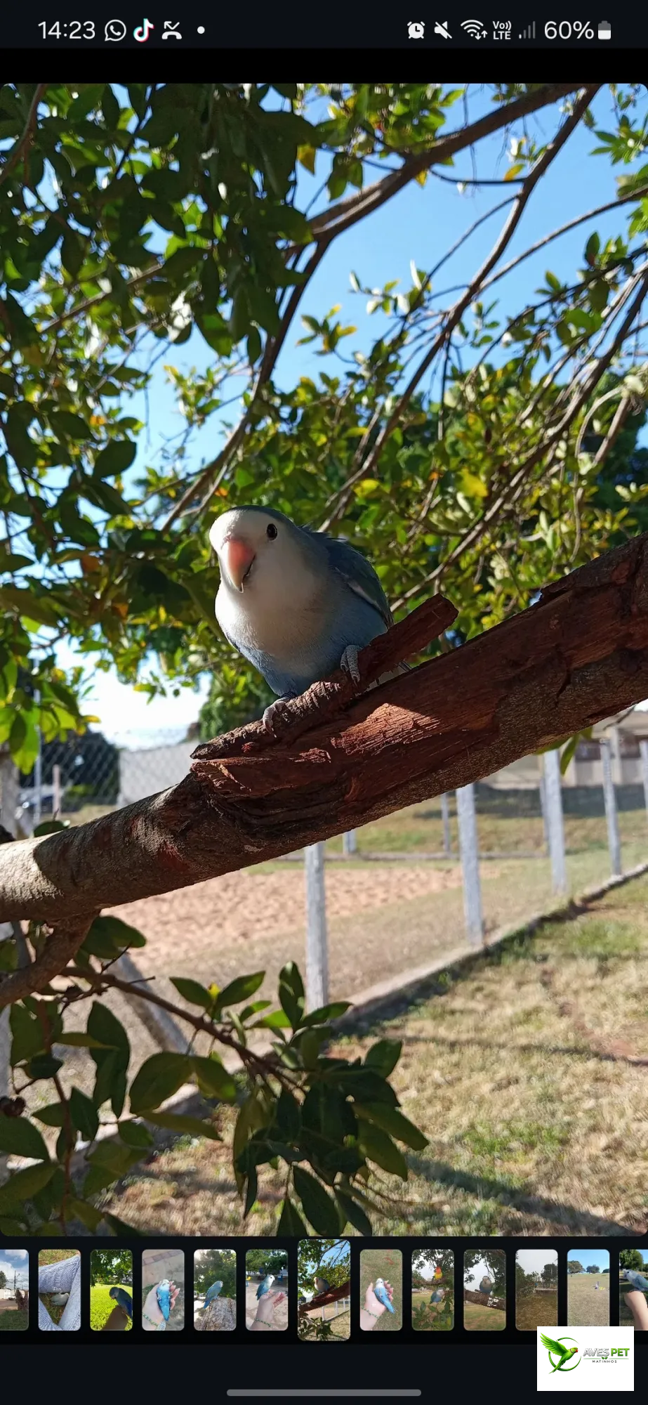 Foto de Wayllan