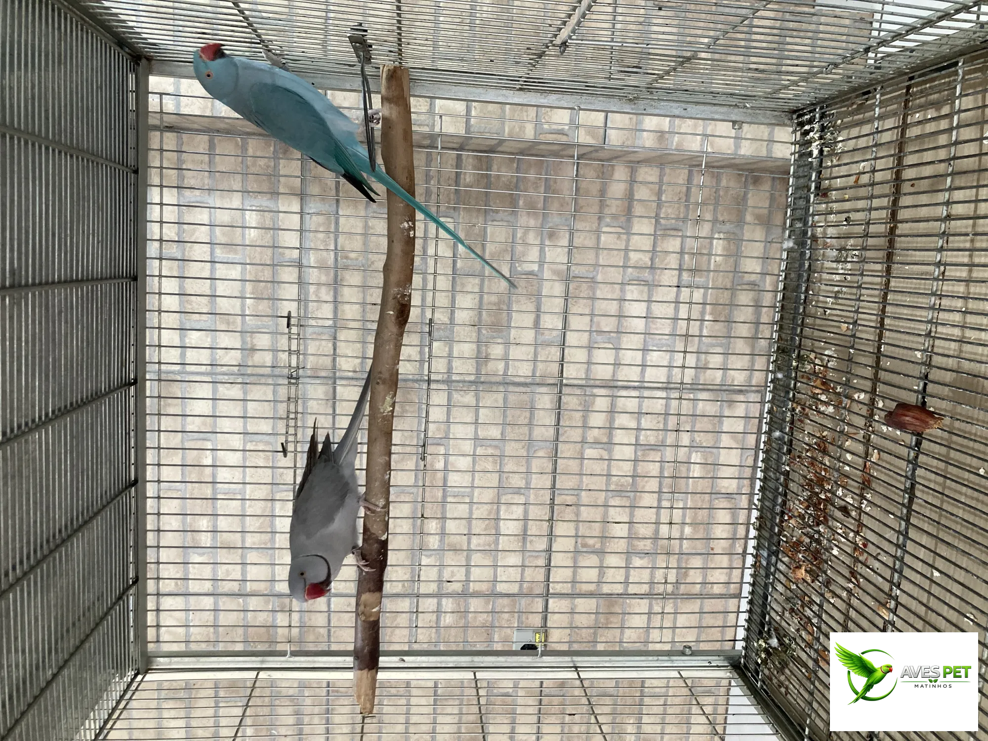Foto de Flávio - Guajuvira Birds